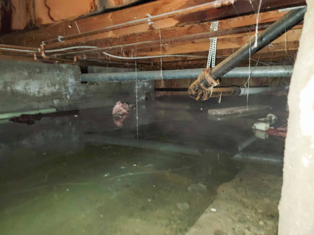 Best Local water damage restoration  in Wolcott, IN
