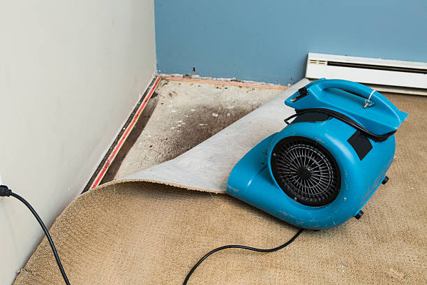 Best Water damage restoration near me  in Wolcott, IN